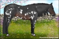 Horse Color:White Spotted Brown Roan 