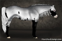 Horse Color:Silver Blue Onyx Chinchilla Splash 