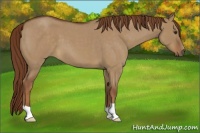 Horse Color:Red Dun Roan 