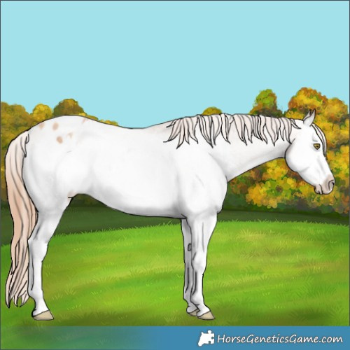 Horse Color:Gold Champagne Roan Splash Appaloosa