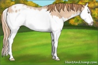 Horse Color:Gold Champagne Roan Splash Appaloosa 