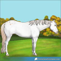 Horse Color:Gold Champagne Roan Splash Appaloosa