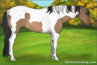 Horse Color:Brown Roan Dun Tobiano