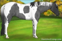 Horse Color:Blue Roan Tobiano