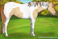 Horse Color:Gold Champagne Dun Tobiano