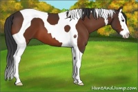 Horse Color:Bay Splash Tobiano