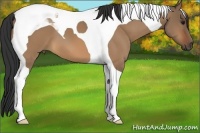 Horse Color:Brown Dun Tobiano