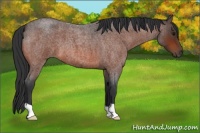 Horse Color:Brown Roan