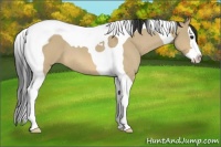 Horse Color:Bay Roan Dun Splash Tobiano 
