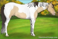 Horse Color:Amber Champagne Roan Dun Tobiano 
