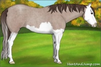 Horse Color:Classic Champagne Roan Splash