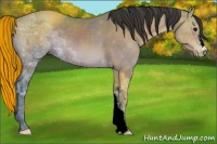 Horse Color:Buckskin Ice 