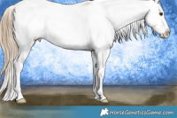 Horse Color:White Spotted Chestnut Splash Appaloosa 