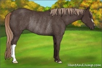 Horse Color:Liver Chestnut Rabicano 