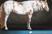 Horse Color:White Spotted Brown Pearl  and White Spotted Liver Chestnut Appaloosa Rabicano 