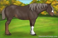 Horse Color:Liver Chestnut Rabicano