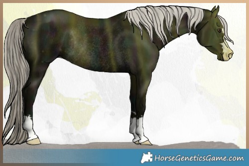 Horse Color:Midnight Liver Chestnut Mushroom Rabicano 