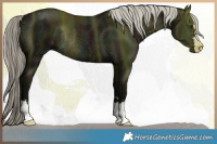 Horse Color:Midnight Liver Chestnut Mushroom Rabicano