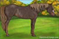 Horse Color:Liver Chestnut Rabicano 