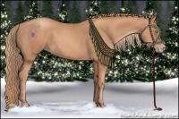 Horse Color:Gold Champagne Rabicano 