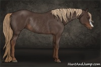 Horse Color:Liver Chestnut Rabicano 