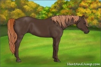 Horse Color:Liver Chestnut Rabicano 