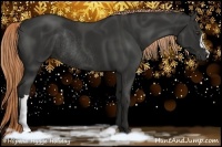 Horse Color:Liver Chestnut Rabicano 