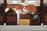 Horse Color:Bay Sabino  and Bay Sabino Rabicano 