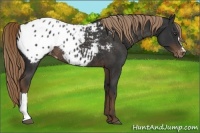 Horse Color:Liver Chestnut Appaloosa Rabicano