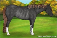 Horse Color:Liver Chestnut Rabicano