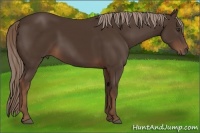 Horse Color:Liver Chestnut Rabicano 