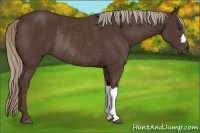 Horse Color:Liver Chestnut Rabicano 