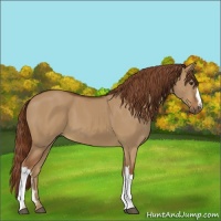 Horse Color:Red Dun 