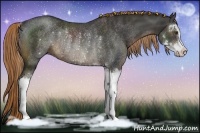 Horse Color:Liver Chestnut Sabino Rabicano