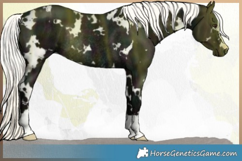 Horse Color:White Spotted Midnight Liver Chestnut Mushroom Rabicano 