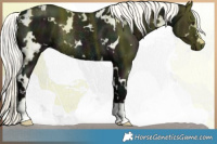 Horse Color:White Spotted Midnight Liver Chestnut Mushroom Rabicano 