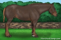 Horse Color:Liver Chestnut Rabicano 