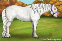Horse Color:Palomino Appaloosa  and Palomino Appaloosa 