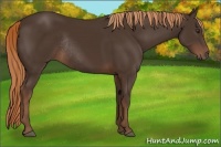 Horse Color:Liver Chestnut Rabicano 