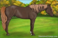 Horse Color:Liver Chestnut Rabicano 