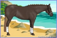 Horse Color:Liver Chestnut Rabicano 