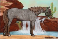 Horse Color:Liver Red Roan Rabicano 