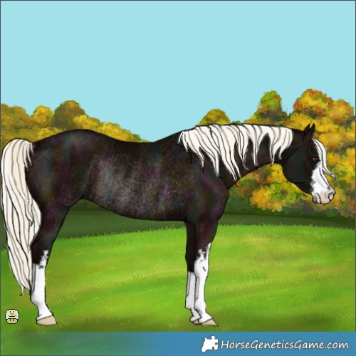 Horse Color:White Spotted Midnight Liver Chestnut Mushroom Rabicano 