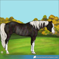 Horse Color:White Spotted Midnight Liver Chestnut Mushroom Rabicano