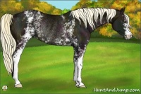Horse Color:White Spotted Midnight Liver Chestnut Rabicano 