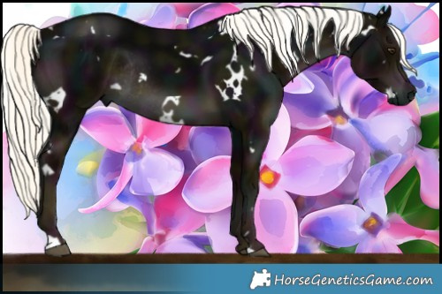 Horse Color:White Spotted Midnight Liver Chestnut Mushroom Rabicano 