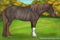 Horse Color:Liver Chestnut Rabicano 
