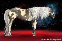 Horse Color:Palomino Tobiano  and White Spotted Liver Chestnut 