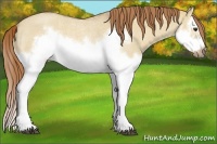 Horse Color:Red Dun Roan Splash Frame Rabicano