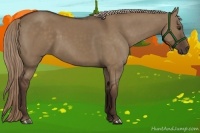 Horse Color:Liver Red Dun Rabicano